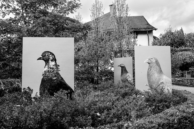 Les pigeons de  Luisa Maria Stagno dans  le jardin  du Brahaus