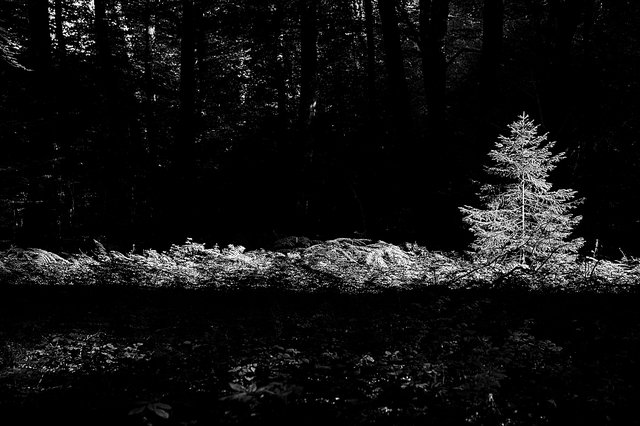 Les deux tiers des arbres des forêts sont en mauvais état